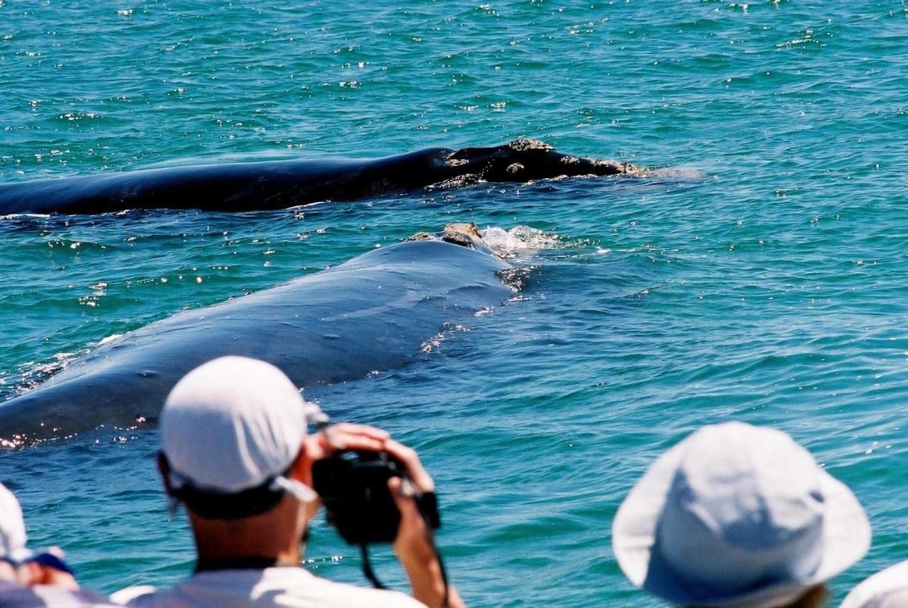 The Whale On Main B&B Hermanus Exteriér fotografie